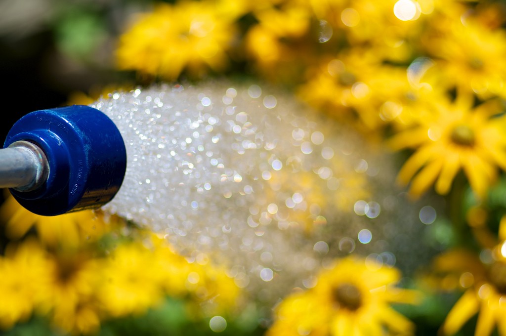 Too Much Water How to Know If You’re Overwatering Your Plants and How to Fix It